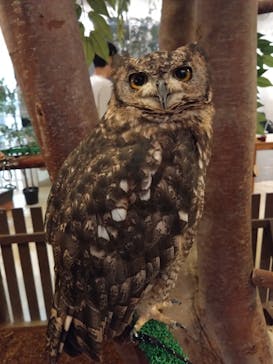 Moff animal cafe イオンモール幕張新都心店に投稿された画像（2024/9/21）