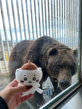 のぼりべつクマ牧場に投稿された画像（2024/9/21）