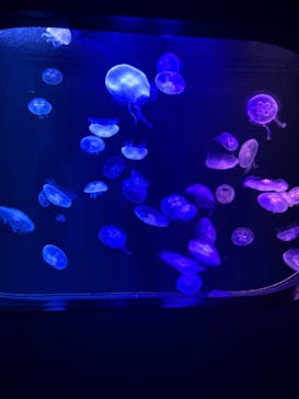 マリンワールド海の中道に投稿された画像（2024/9/21）