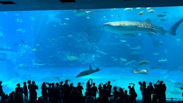 沖縄美ら海水族館に投稿された画像（2024/9/21）