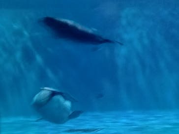 島根県立 しまね海洋館に投稿された画像（2024/9/21）