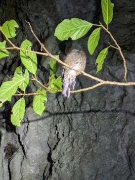 石垣島 ADVENTURE PiPi（イシガキジマアドベンチャーピピ）に投稿された画像（2024/9/21）