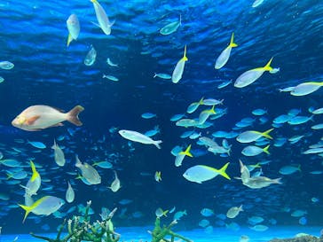 サンシャイン水族館に投稿された画像（2024/9/21）