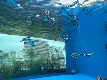 サンシャイン水族館に投稿された画像（2024/9/21）