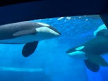 名古屋港水族館に投稿された画像（2024/9/22）