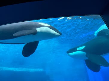 名古屋港水族館に投稿された画像（2024/9/21）