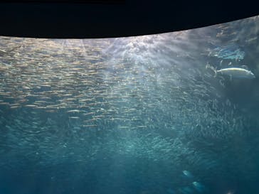 名古屋港水族館に投稿された画像（2024/9/21）