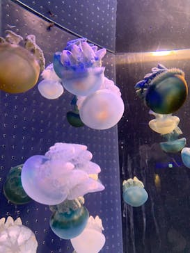 箱根園水族館に投稿された画像（2024/9/21）