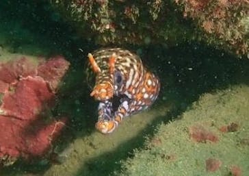 マイダイブに投稿された画像（2024/9/21）