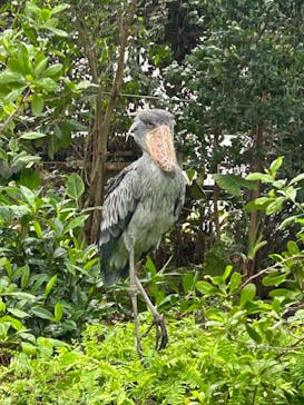 神戸どうぶつ王国に投稿された画像（2024/9/21）