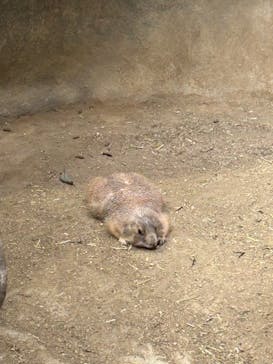 神戸どうぶつ王国に投稿された画像（2024/9/21）