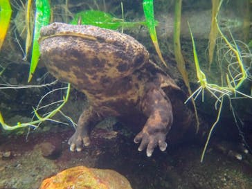 世界淡水魚園水族館　アクア・トトぎふに投稿された画像（2024/9/21）