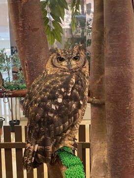 Moff animal cafe イオンモール幕張新都心店に投稿された画像（2024/9/21）