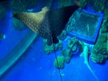 DMMかりゆし水族館に投稿された画像（2024/9/22）