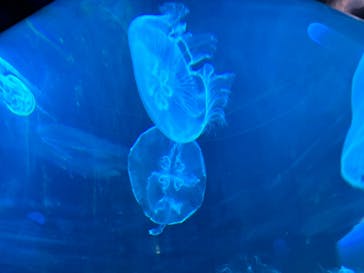 DMMかりゆし水族館に投稿された画像（2024/9/21）