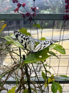 琉球村に投稿された画像（2024/9/21）