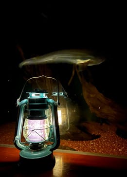 新江ノ島水族館に投稿された画像（2024/9/21）