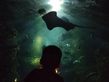 新江ノ島水族館に投稿された画像（2024/9/21）