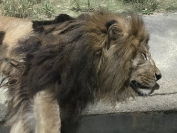 静岡市立日本平動物園に投稿された画像（2024/9/22）
