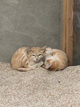 神戸どうぶつ王国に投稿された画像（2024/9/20）