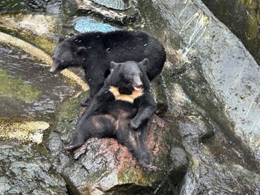 奥飛騨クマ牧場に投稿された画像（2024/9/22）