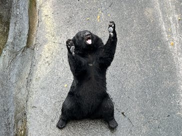 奥飛騨クマ牧場に投稿された画像（2024/9/22）