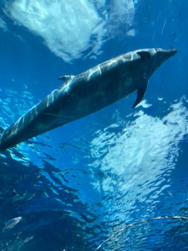 横浜・八景島シーパラダイスに投稿された画像（2024/9/22）