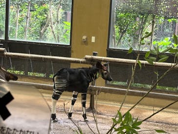 よこはま動物園ズーラシアに投稿された画像（2024/9/22）