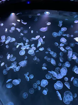 すみだ水族館に投稿された画像（2024/9/22）