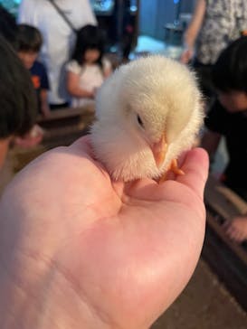 しろとり動物園に投稿された画像（2024/9/22）