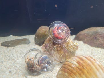 新江ノ島水族館に投稿された画像（2024/9/22）