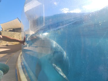 新江ノ島水族館に投稿された画像（2024/9/22）