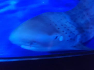 新江ノ島水族館に投稿された画像（2024/9/22）