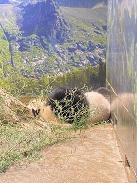 恩賜上野動物園に投稿された画像（2024/9/22）