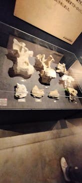 福井県立恐竜博物館に投稿された画像（2024/9/22）