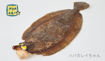 ギョギョッとサカナ★スター展　～お魚たちが教えてくれる海のこと～に投稿された画像（2024/9/22）