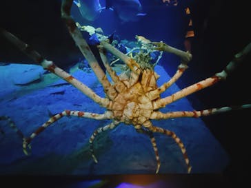 環境水族館アクアマリンふくしまに投稿された画像（2024/9/22）