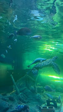 しながわ水族館に投稿された画像（2024/9/22）