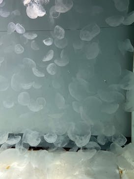 アクアワールド茨城県大洗水族館に投稿された画像（2024/9/22）