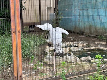 恩賜上野動物園に投稿された画像（2024/9/22）