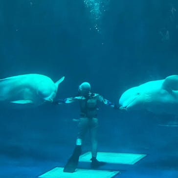 島根県立 しまね海洋館に投稿された画像（2024/9/22）