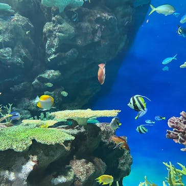 島根県立 しまね海洋館に投稿された画像（2024/9/22）