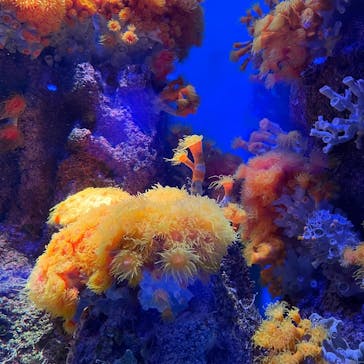 島根県立 しまね海洋館に投稿された画像（2024/9/22）