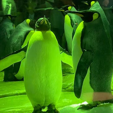 島根県立 しまね海洋館に投稿された画像（2024/9/22）