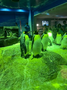 島根県立 しまね海洋館に投稿された画像（2024/9/22）