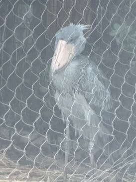 恩賜上野動物園に投稿された画像（2024/9/22）