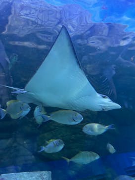 しながわ水族館に投稿された画像（2024/9/22）