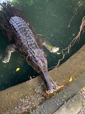 熱川バナナワニ園に投稿された画像（2024/9/22）