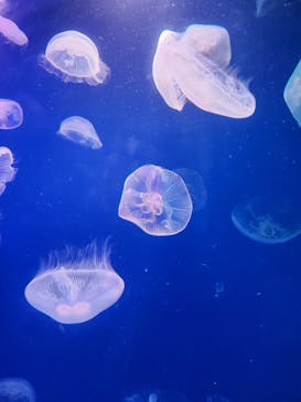 大分マリーンパレス水族館 「うみたまご」に投稿された画像（2024/9/22）