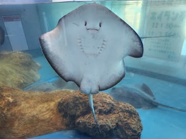 大分マリーンパレス水族館 「うみたまご」に投稿された画像（2024/9/22）